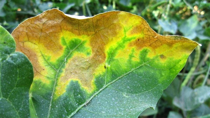 Bacterial wilt of bean curtobacterium flaccumfaciens pv. flaccumfaciens Image Ebrahim Osdaghi 16x9