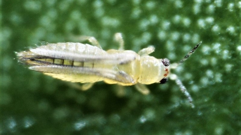 Chilli thrips scirtothrips dorsalis Creative commons attribution Lance Osborne University of Florida 16x9