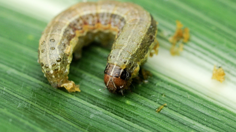 Fall Army Worm Spodoptera frugiperda Stock Photo v2