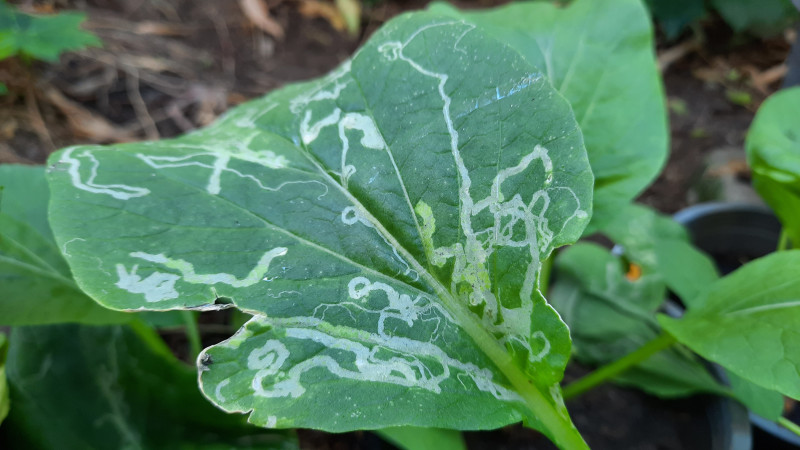 Leaf miner damage Stock photo 1