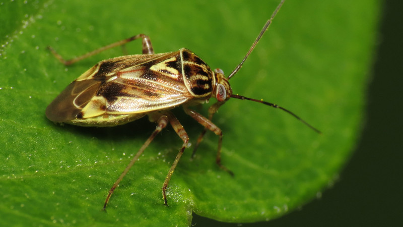 Tarnished Plant Bug Lygus lineloaris c Katja Schulz