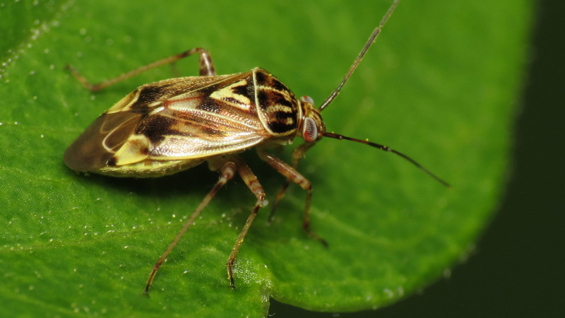 Tarnished Plant Bug Lygus lineloaris c Katja Schulz