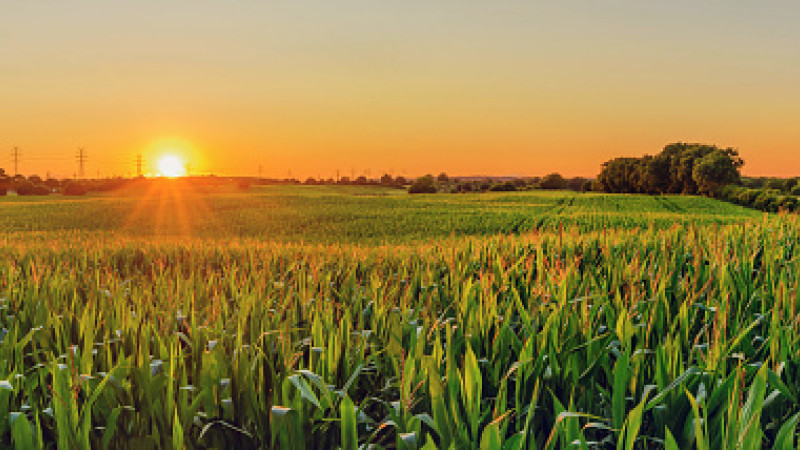Corn field landscape iStock 1332210040
