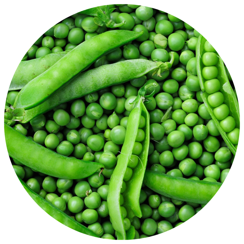 Peas circle icon 1000x1000px