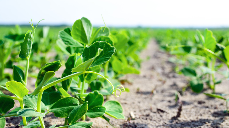 Peas iStock 1148612960